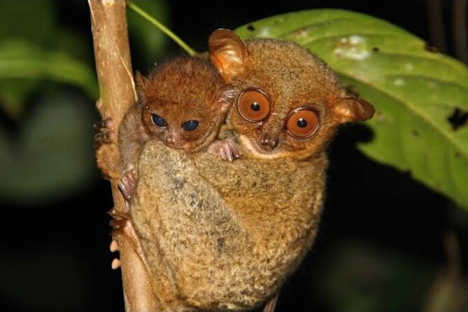 2025 Tarsier, Waterfalls & Chocolate Hills Tour - Why this short Bohol route works