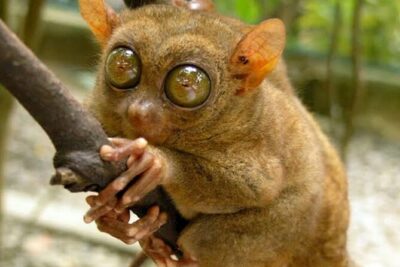 2025 Tarsier, Waterfalls & Chocolate Hills Tour