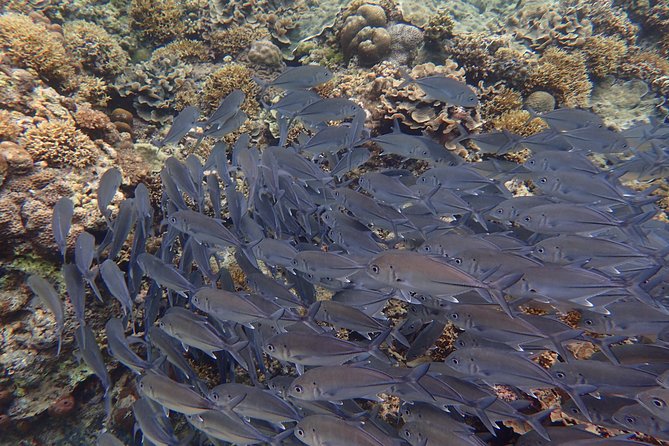 Anilao Snorkel Safari: Explore the Amazing Underwater World - Reaching Dive & Trek Resort and Marine Sanctuary