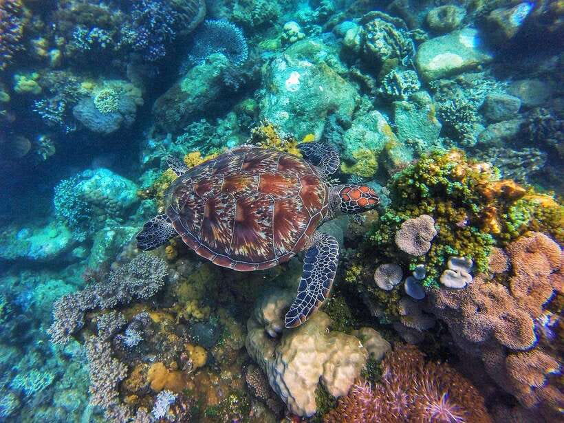 Apo Island Wonders: Snorkel with Sea Turtles in Dumaguete - Key Points to Know Before You Book