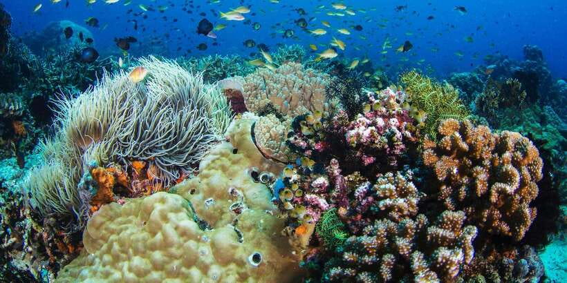 Apo Island Wonders: Snorkel with Sea Turtles in Dumaguete - Guide Support and Day-to-Day Organization