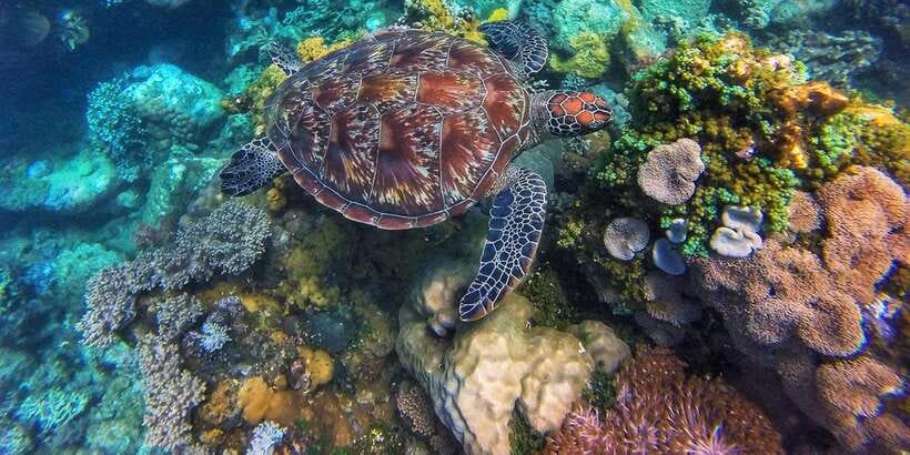 Apo Island Wonders: Snorkel with Sea Turtles in Dumaguete - Is This Good Value at $126?