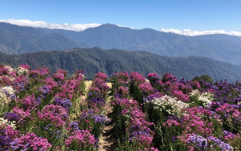 Baguio Atok Flower Blossoms (Private Tour) - Why Atok makes a better flower day than Baguio alone
