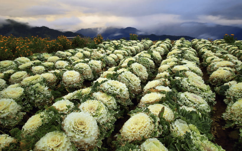 Baguio Atok Flower Blossoms (Private Tour) - Mt. Olis Summit adds a second high point