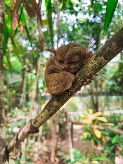 BEST OF BOHOL: Chocolate Hills & Tarsier w Lunch at Loboc - Bilar Man-Made Forest: a quick photo stop