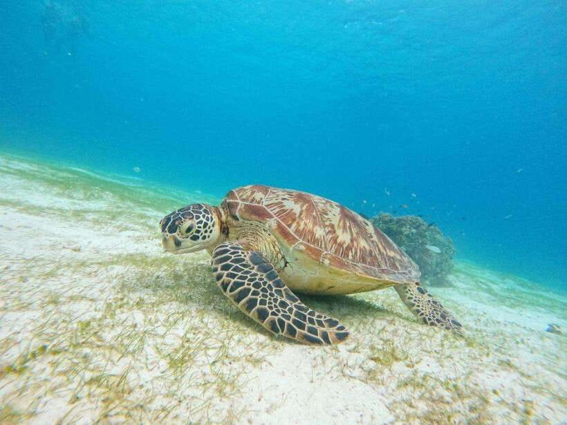 Bohol: Boat Tour to Sandbar and Snorkeling with Turtles - What this Bohol boat tour is really like