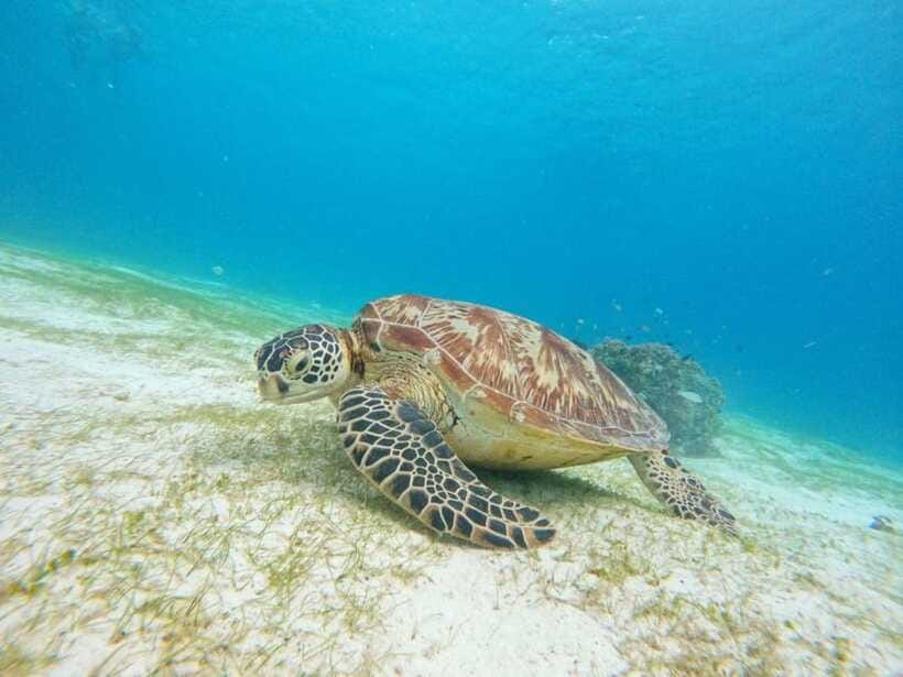 Bohol: Boat Tour to Sandbar and Snorkeling with Turtles - Virgin Island Sandbar after rehabilitation
