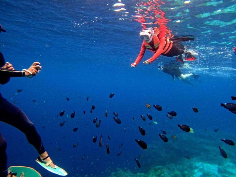 Bohol: Boat Tour to Sandbar and Snorkeling with Turtles - Value at $51 per person