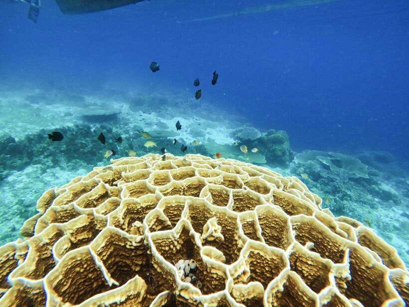 Bohol: Boat Tour to Sandbar and Snorkeling with Turtles - Who should book this experience