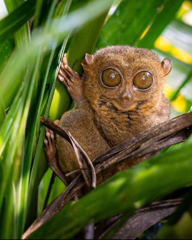 Bohol: Budget Chocolate Hills & Tarsiers -Backpacker Special - Starting at McDonald’s Alona