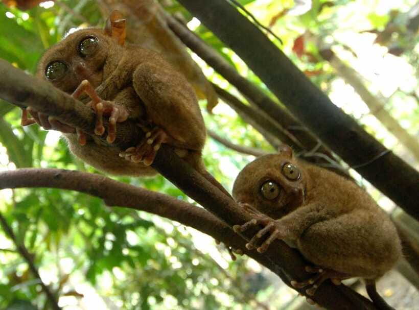 Bohol: Choco Tour + Loboc River Lunch Buffet + ATV Adventure - The private car and the driver make a difference