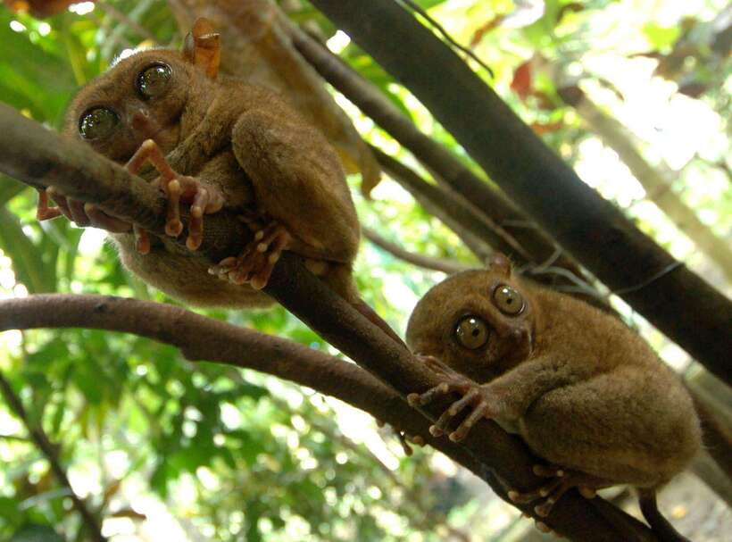 Bohol: Choco Tour + Loboc River Lunch Buffet + ATV Adventure - Chocolate Hills viewpoint: famous for good reason