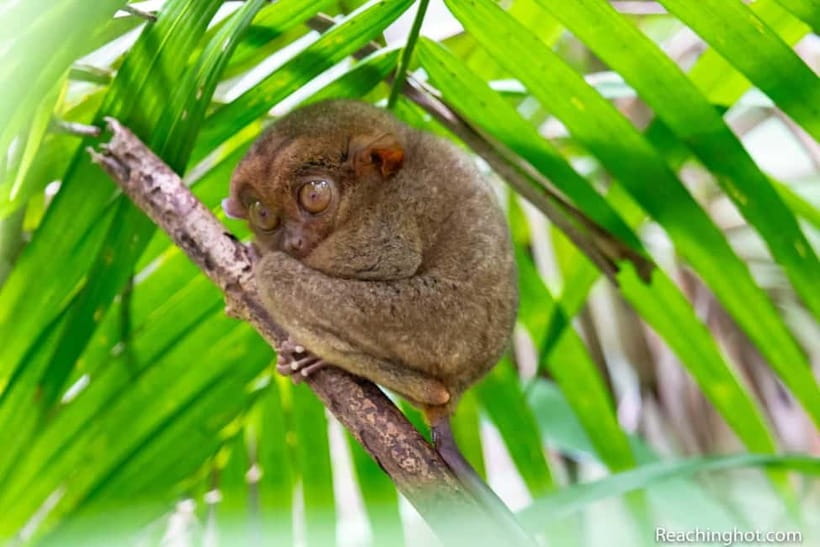 Bohol: Chocolate Hills, Tarsier, and Loboc River Tour - Lunch on the Loboc River