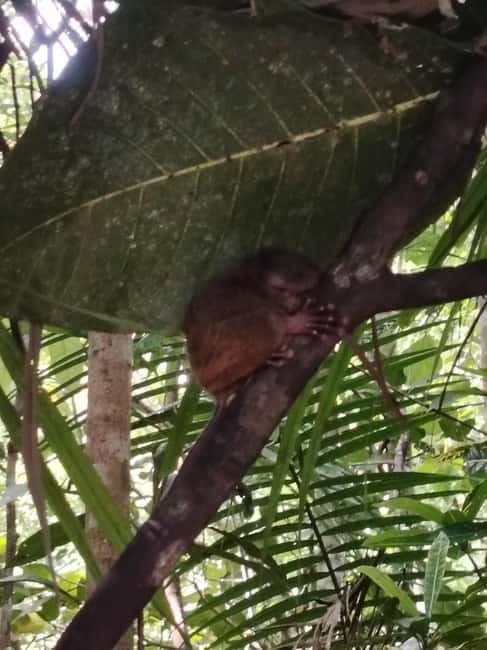 BOHOL: Chocolate Hills, Tarsiers and Loboc River Day Tour - Baclayon Church and the final cultural stop