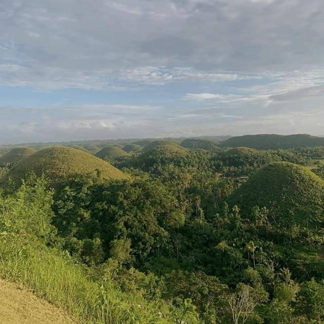 Bohol Chocolate Hills Tour with Loboc River Lunch Buffet - A short drive through the Man-Made Forest