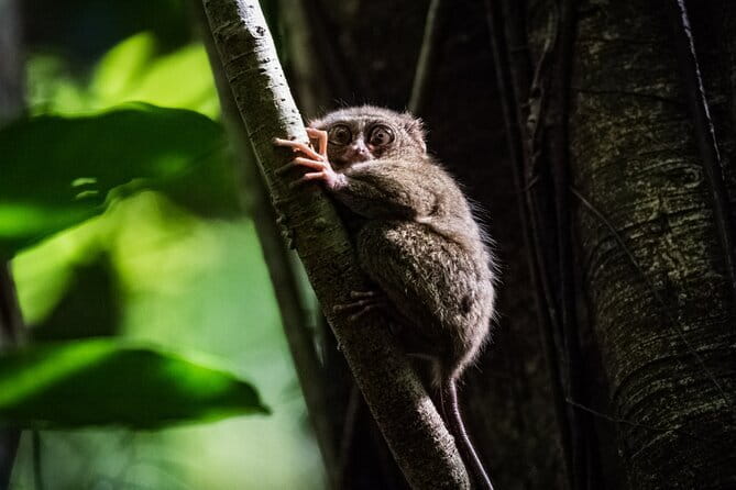 Bohol Country Side Tour - Private w/ Lunch - Key points at a glance