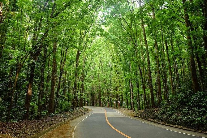 Bohol Countryside Day Tour From Cebu City | Lunch at Loboc River Cruise - The mahogany forest is a scenic drive, not a major stop