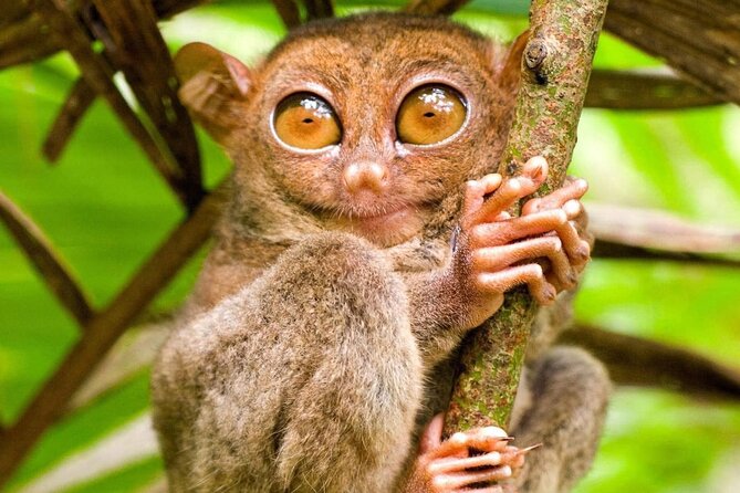 Bohol Countryside Tour to Chocolate Hills and Loboc River - Meeting Bohol’s small primates