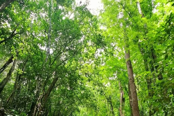 Bohol Countryside Tour to Chocolate Hills and Loboc River - Walking beneath the Bilar mahogany trees