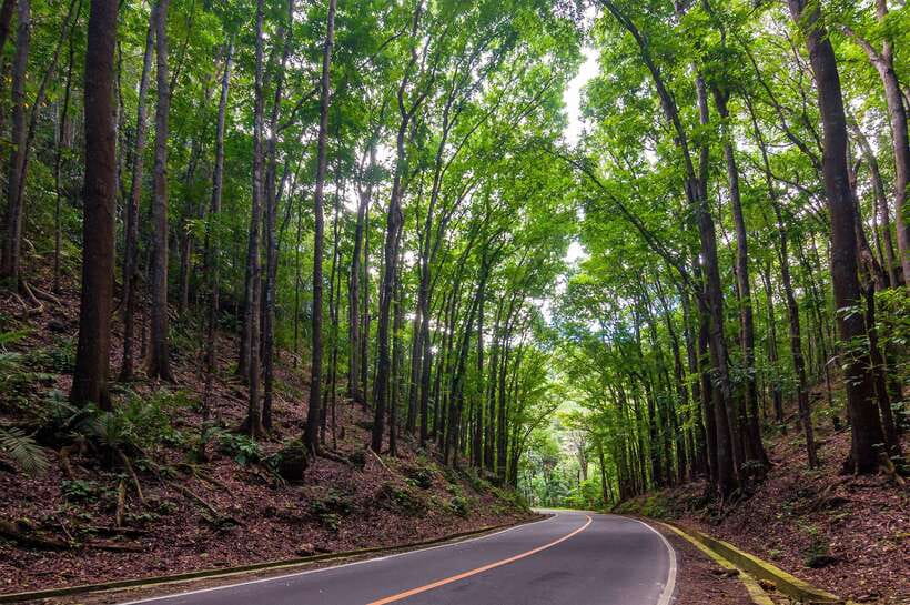 Bohol: Countryside Tour with Loboc (Buffet Lunch) - Why this private Bohol tour works well