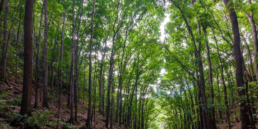 Bohol: Countryside Tour with Loboc (Buffet Lunch) - An optional ATV ride may change the pace