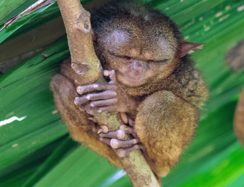Bohol: Countryside Tour with Tarsiers and Chocolate Hills - The Tarsier Sanctuary calls for quiet observation