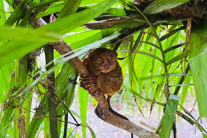 Bohol Day Tour with Round-Trip Transfers from Cebu - Why this Cebu to Bohol day trip works