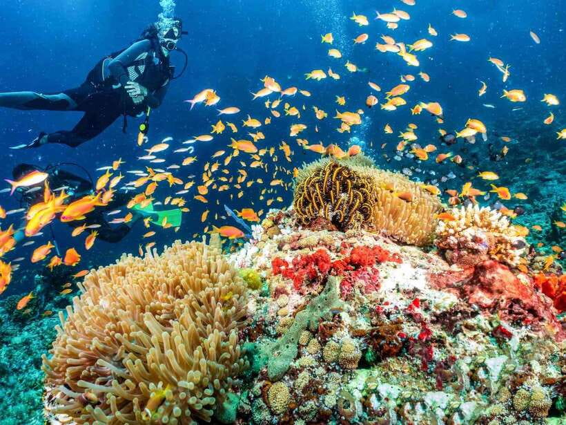 Bohol: Discover Scuba Diving - No Experience Needed - Key points for your first Bohol scuba session