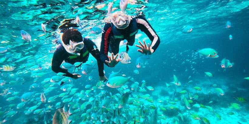 Bohol Dolphin Watching, Balicasag, and Virgin Island Tour - Balicasag Island and its underwater life