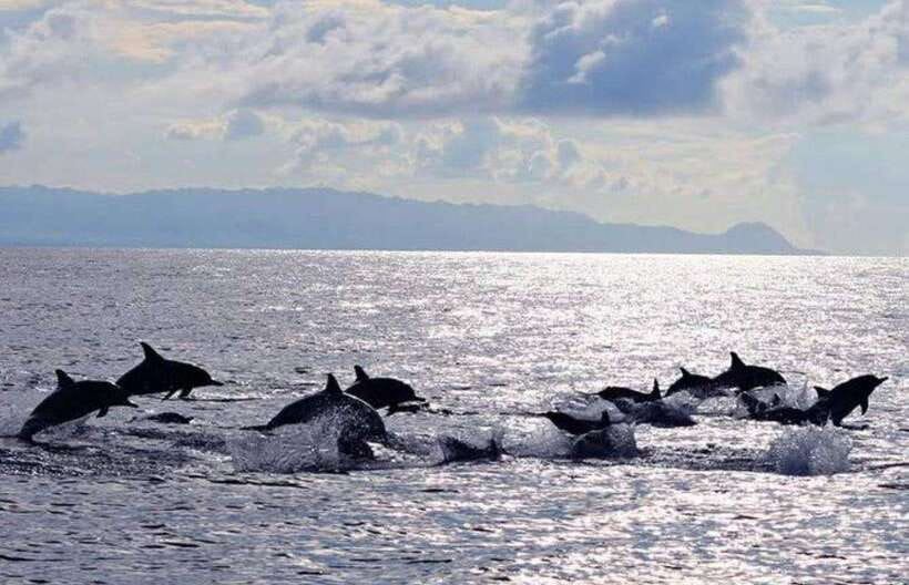 Bohol: Dolphin Watching & Sea Turtle Swim Island Tour - Sunrise on the Panglao coast