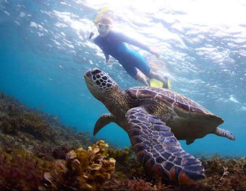 Bohol: Dolphin Watching & Sea Turtle Swim Island Tour - Coral, fish, and the second snorkeling stop