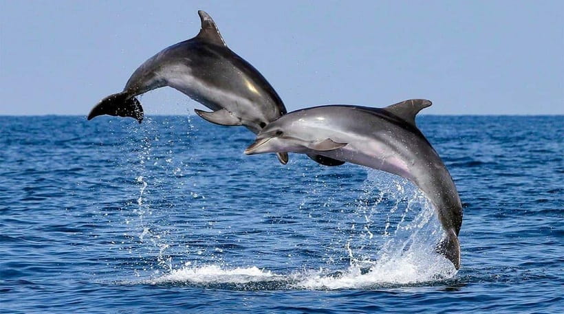 Bohol: Dolphin Watching & Sea Turtle Swim Island Tour - How the $49 price holds up