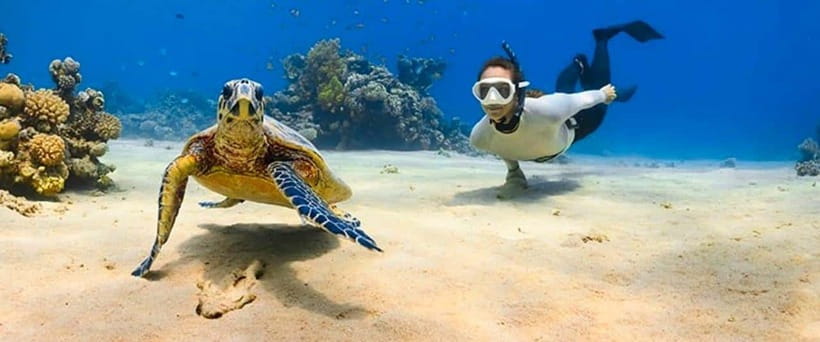 Bohol: Dolphin Watching & Sea Turtle Swim Island Tour - What to bring for a smoother boat ride