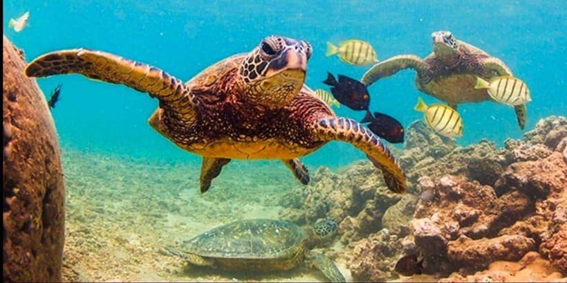 Bohol: Dolphin Watching & Sea Turtle Swim Island Tour - Who will enjoy this Bohol morning most
