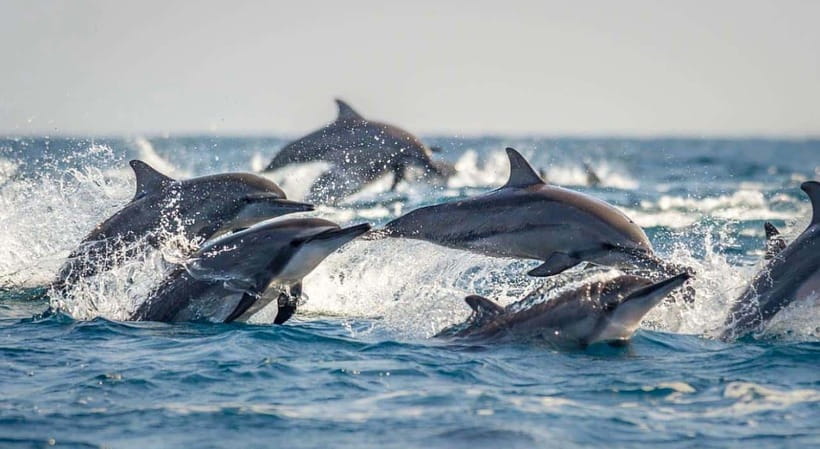 Bohol: Dolphin Watching & Sea Turtle Swim Island Tour - Should you book the Balicasag tour?