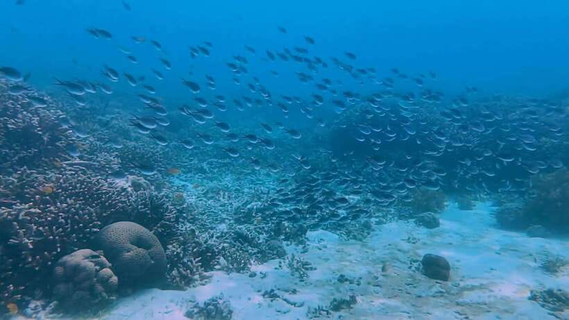 Bohol: Dolphin Watching & Snorkeling at Balicasag Island - Is $45 good value?