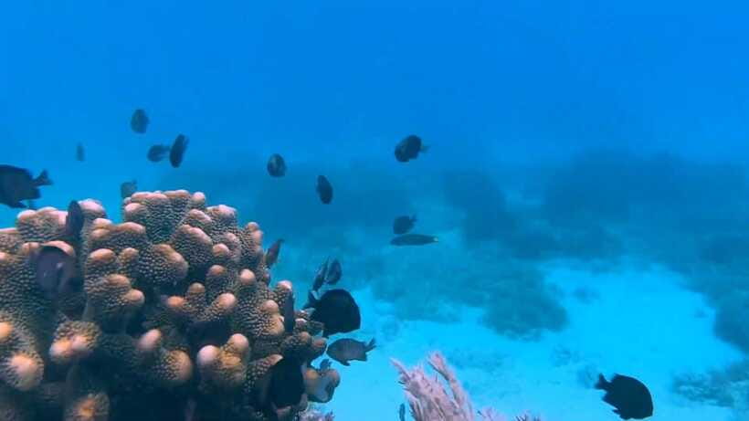 Bohol: Dolphin Watching & Snorkeling at Balicasag Island - Shared or private boat: which fits you?