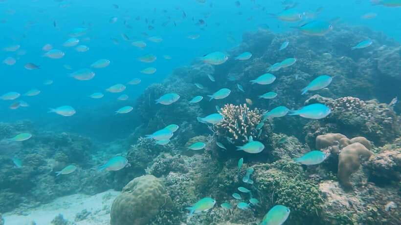 Bohol: Dolphin Watching & Snorkeling at Balicasag Island - What the six-hour schedule feels like