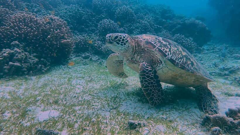 Bohol: Dolphin Watching & Snorkeling at Balicasag Island - What to pack for Balicasag
