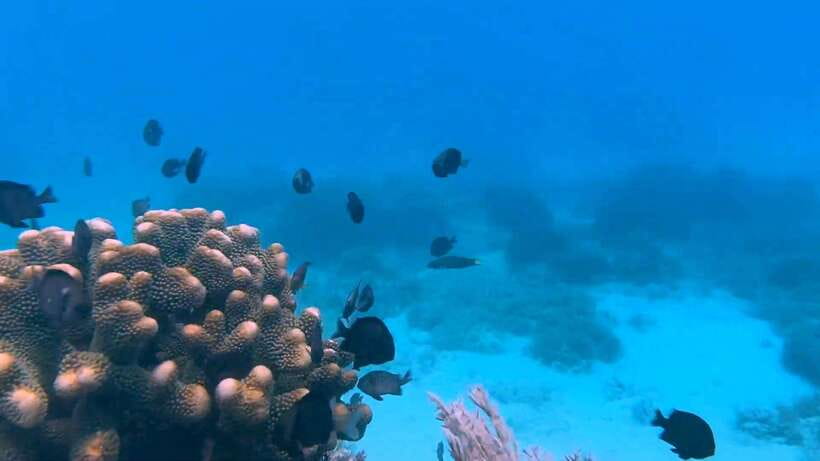 Bohol: Dolphin Watching & Snorkeling at Balicasag Island - Balicasag’s turtle sanctuary and coral reef