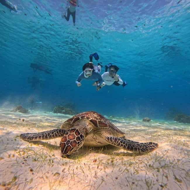 BOHOL: Dolphin Watching, Turtle Swim and Party Boat - Personal help and underwater photos