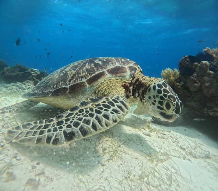 BOHOL: Dolphin Watching, Turtle Swim and Party Boat - What the $69 price really covers