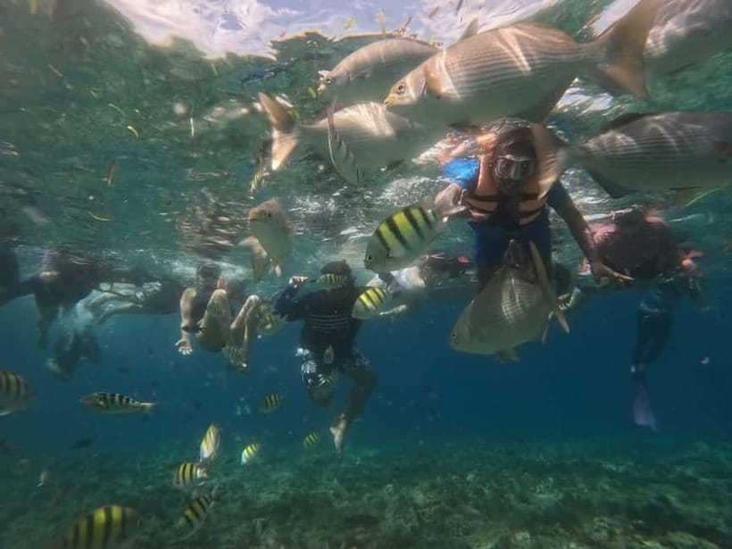BOHOL: Dolphin Watching, Turtle Swim and Party Boat - Who will enjoy this most
