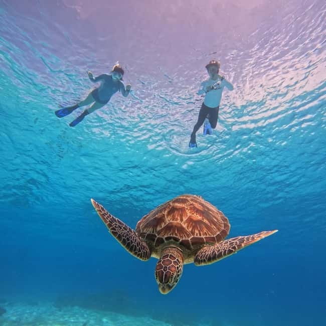 BOHOL: Dolphin Watching, Turtle Swim and Party Boat - Balicasag’s turtle water requires care