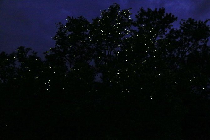 Bohol Firefly Watching (Private) - Fireflies above the Abatan River