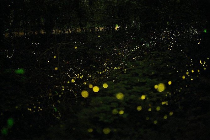 Bohol Firefly Watching (Private) - Guides, questions, and the human side of the trip