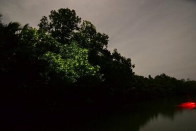Bohol Firefly Watching (Private)