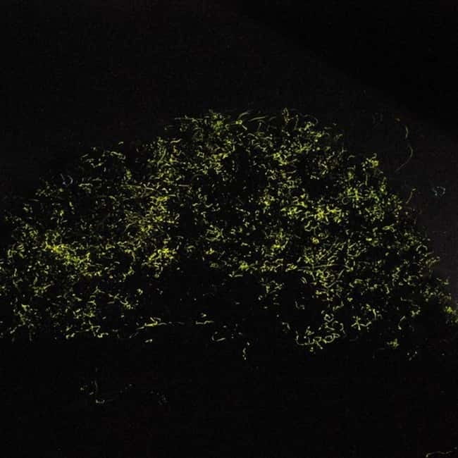 Bohol: Firefly Watching Shared Tour - Why Bohol firefly watching works best after dark