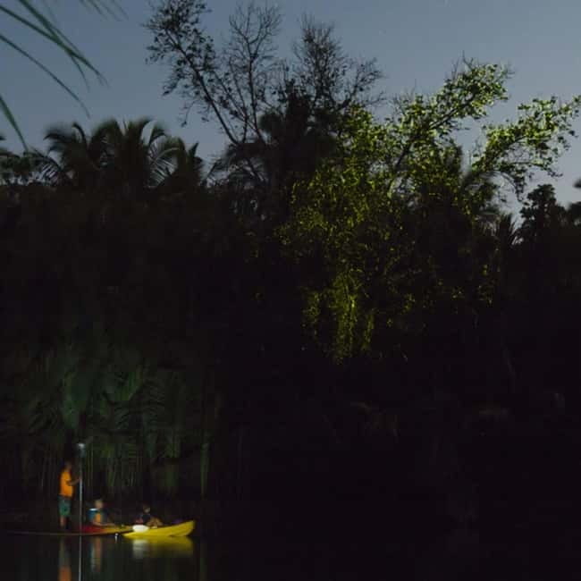 Bohol: Firefly Watching Shared Tour - Two hours on the Loboc river