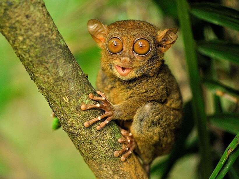 Bohol: Guided Chocolate Hills & Tarsiers Tour - A full day built around Bohol’s best-known sights